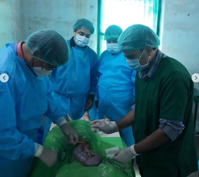 Pyometra Surgery During Camp